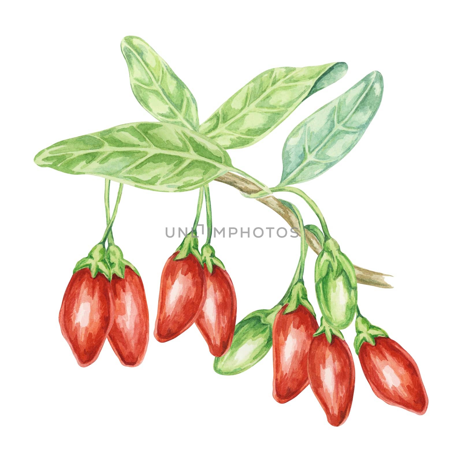 Red and Green Goji berries on the branch with leaves in watercolor isolated on white background. Hand-drawn clipart of licium barbarum fruits, leaves. Design for printing, packaging, cards, posters