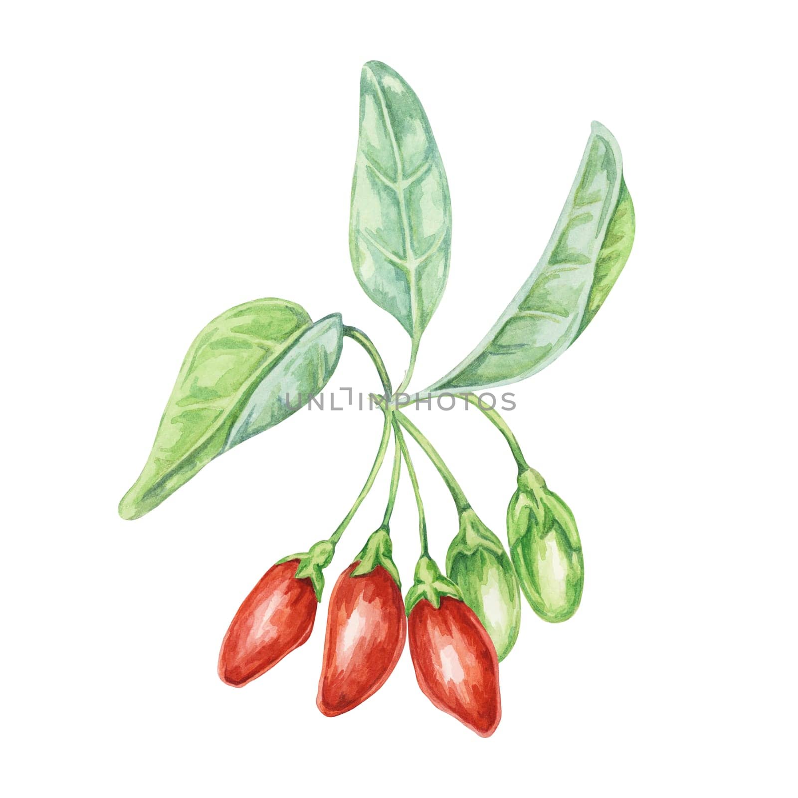 Several goji berries on the branch with leaves in watercolor isolated on white background. Hand-drawn clipart of licium barbarum fruits, leaves. Design for printing, packaging, cards, posters