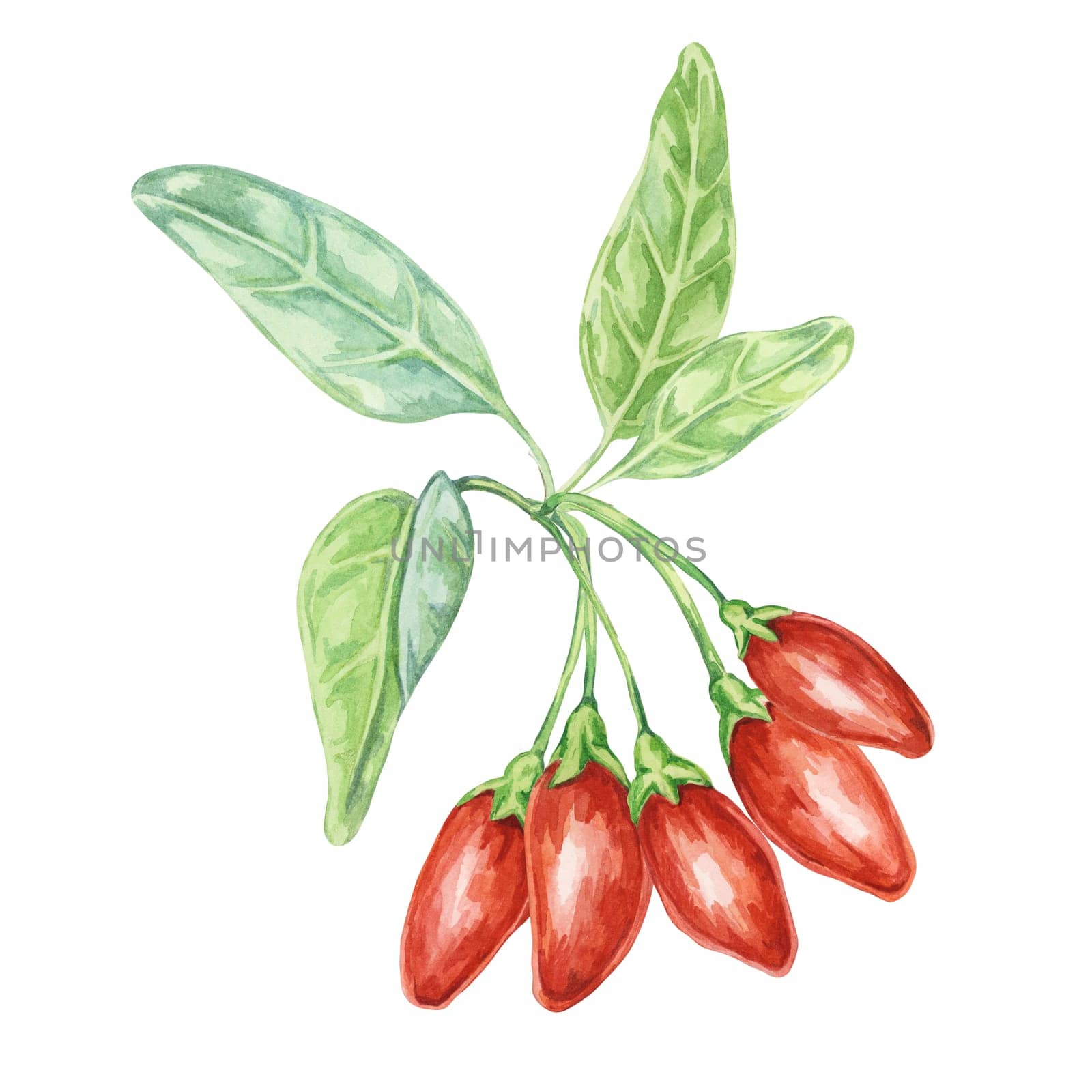 Goji berries on the branch with leaves in watercolor isolated on white background. Hand-drawn clipart of licium barbarum fruits, leaves. Design for printing, packaging, cards, posters