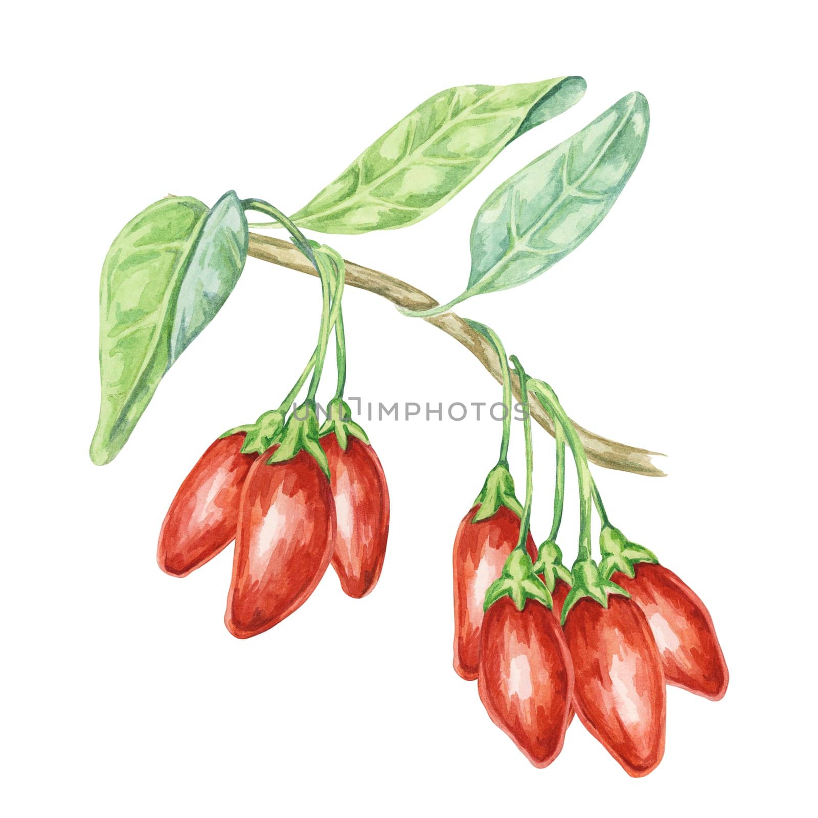 Multiple goji berries on the branch with leaves in watercolor isolated on white background. Hand-drawn clipart of licium barbarum fruits, leaves. Design for printing, packaging, cards, posters