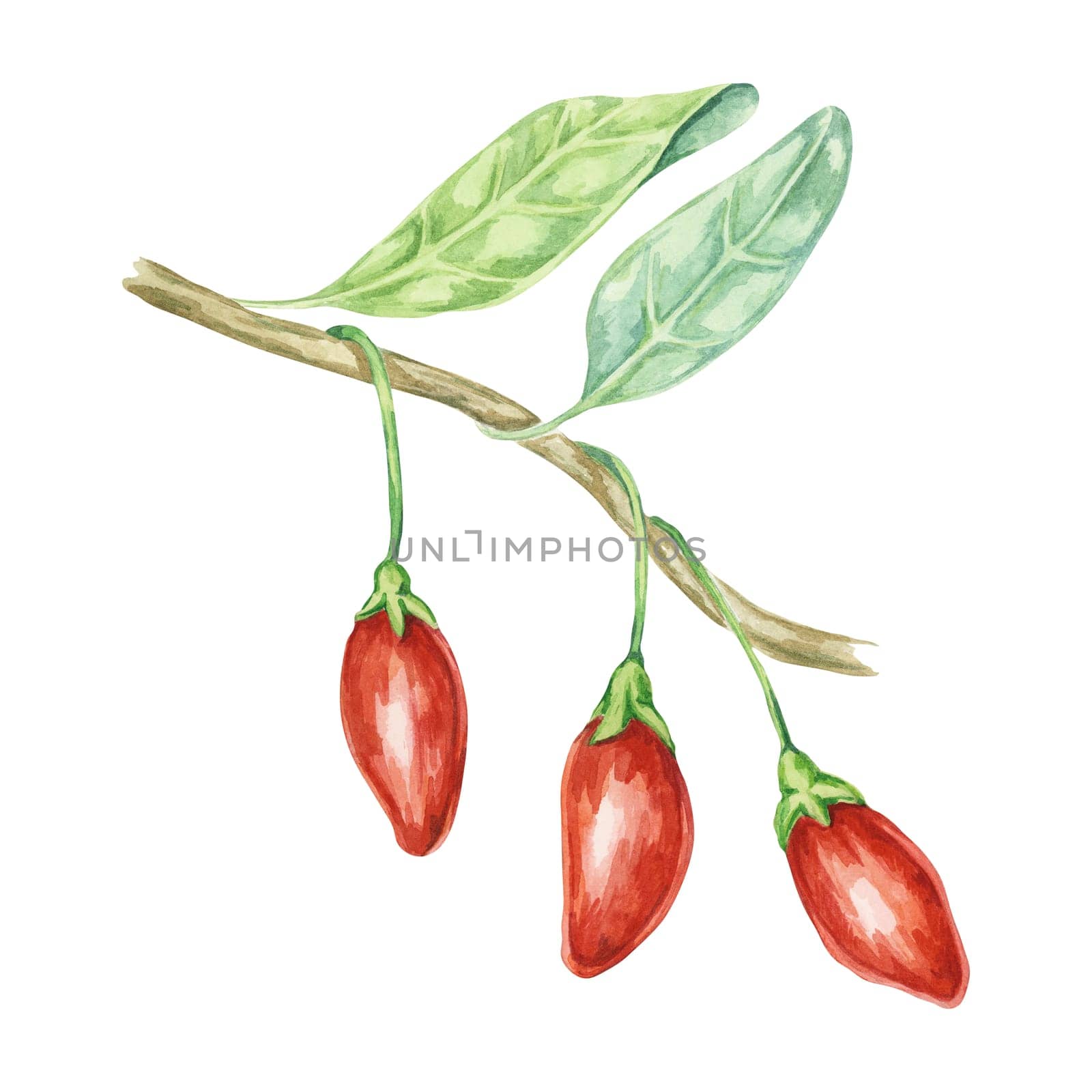 Twig of the goji berry plant in watercolor by Fofito