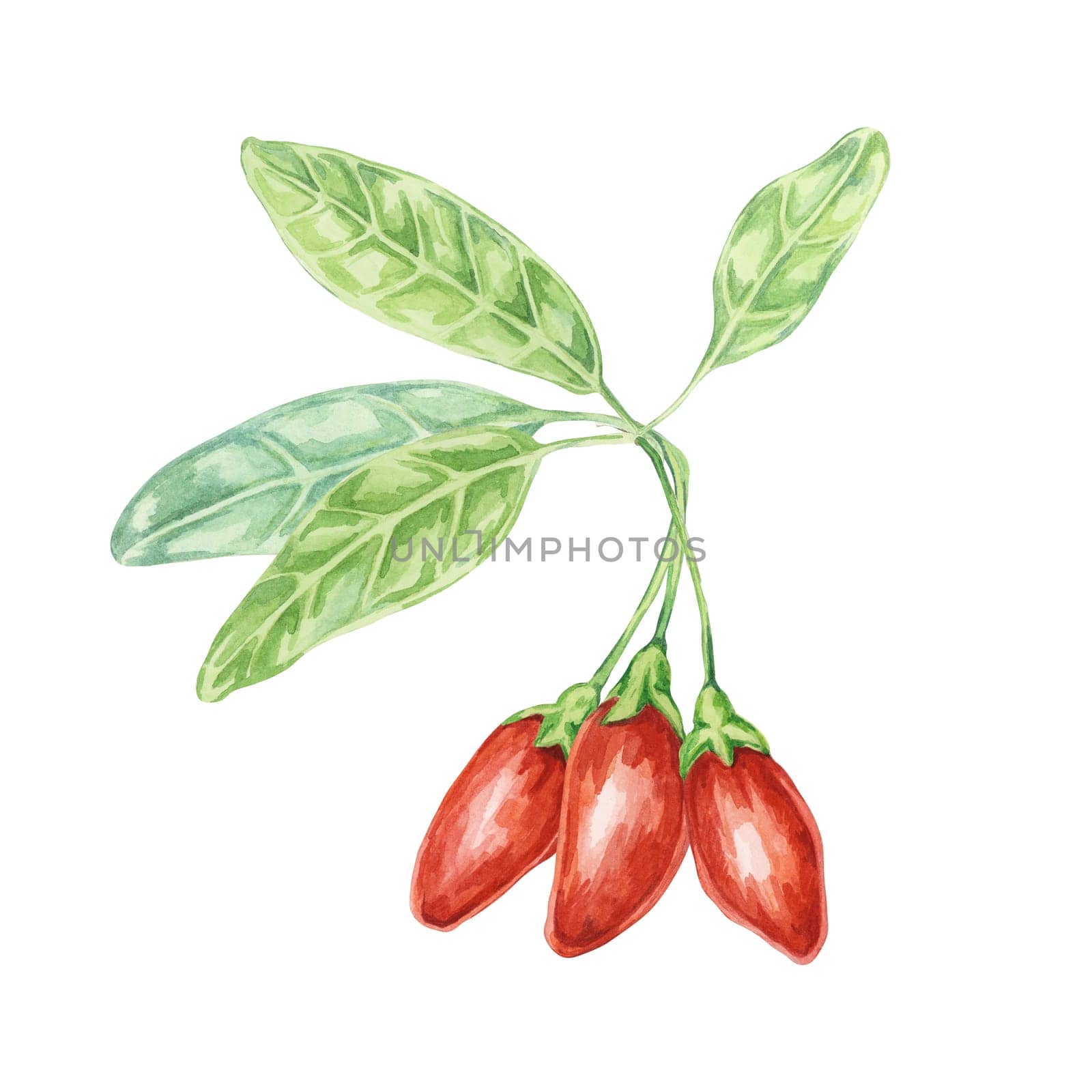 Goji berries on the branch with leaves in watercolor isolated on white background. Hand-drawn clipart of licium barbarum fruits, leaves. Design for printing, packaging, cards, posters