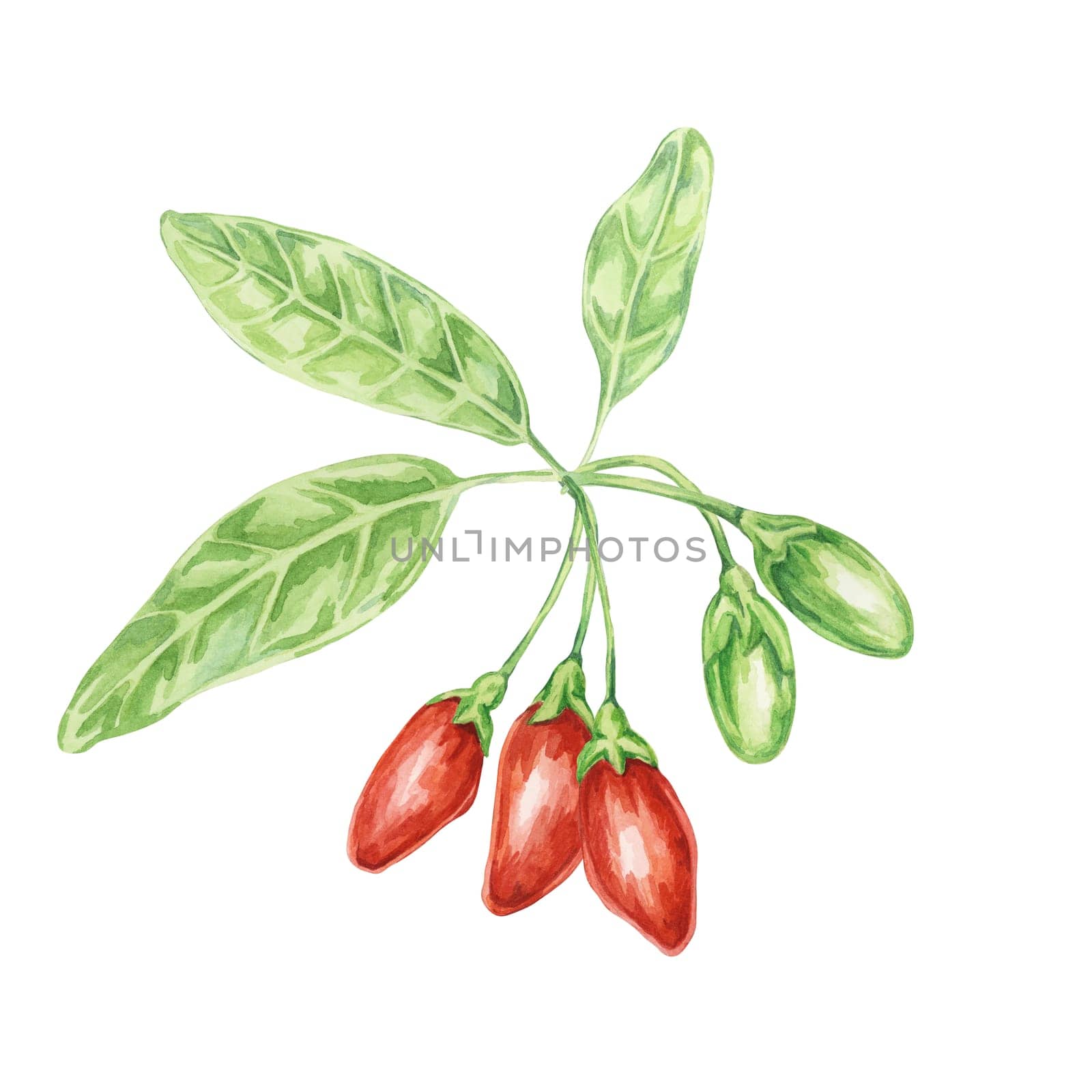 Ripe goji berries on the branch with leaves in watercolor isolated on white background. Hand-drawn clipart of licium barbarum fruits, leaves. Design for printing, packaging, cards, posters
