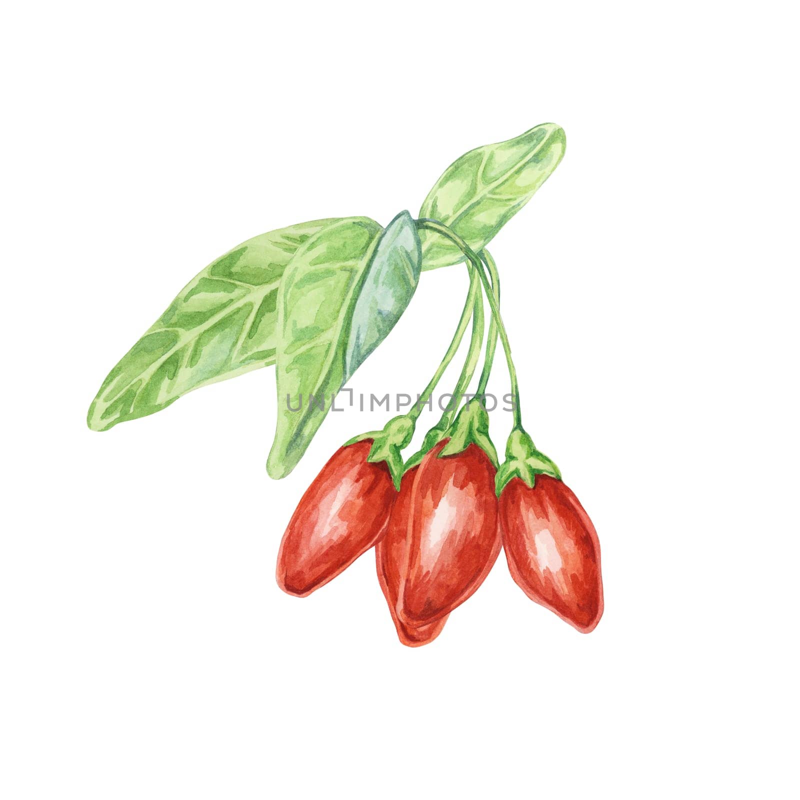 Composition of goji berries in watercolor by Fofito