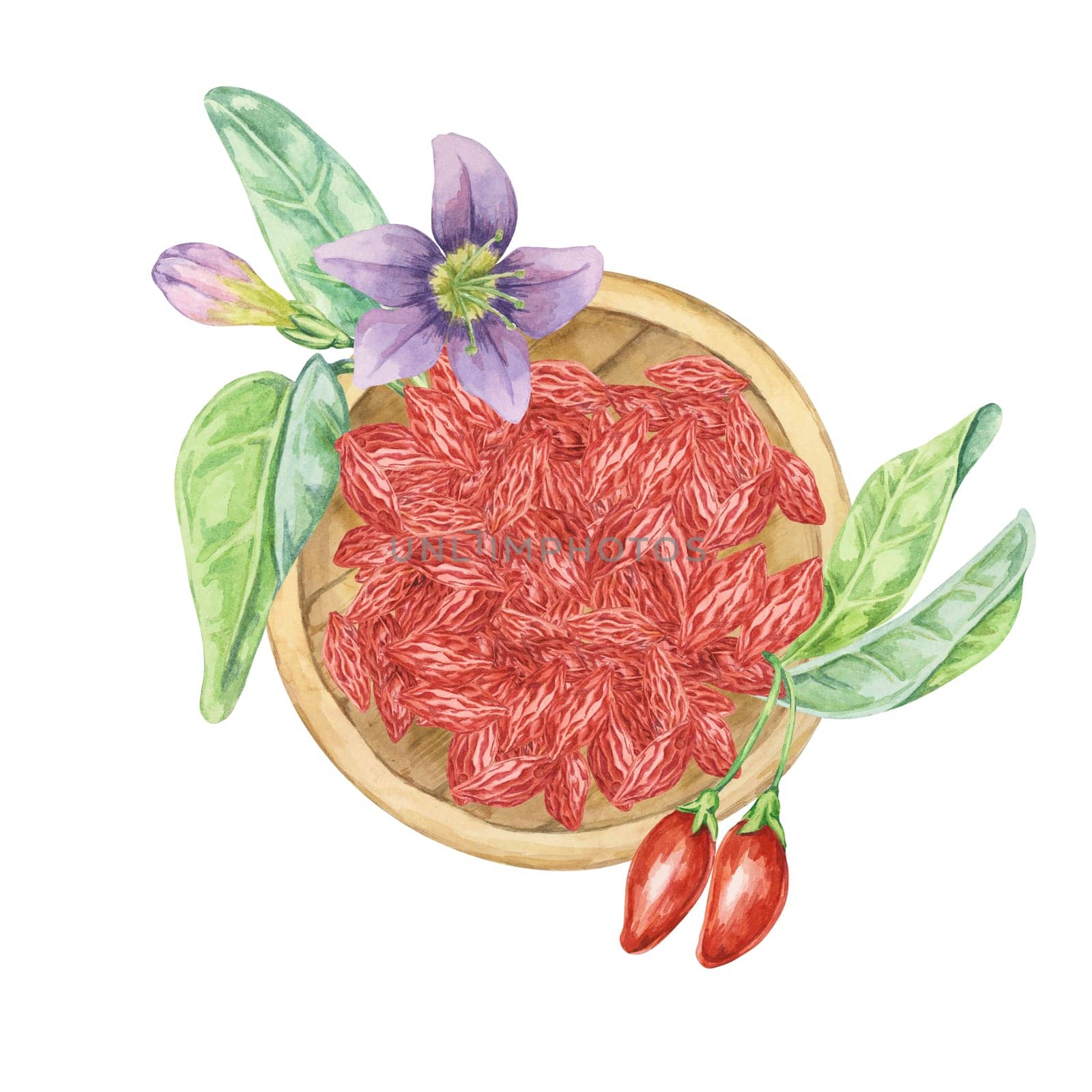 Wooden s plate with dry and fresh goji berries. Hand-drawn watercolor clipart of superfood licium barbarum fruits and flowers. Design for printing, packaging, cards, food supplements isolated on white.