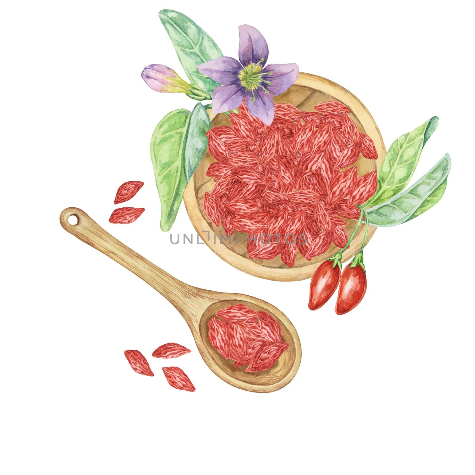 Wooden spoon and plate with dry and fresh goji berries. Hand-drawn watercolor clipart of superfood licium barbarum fruits. Design for printing, packaging, cards, food supplements isolated on white.