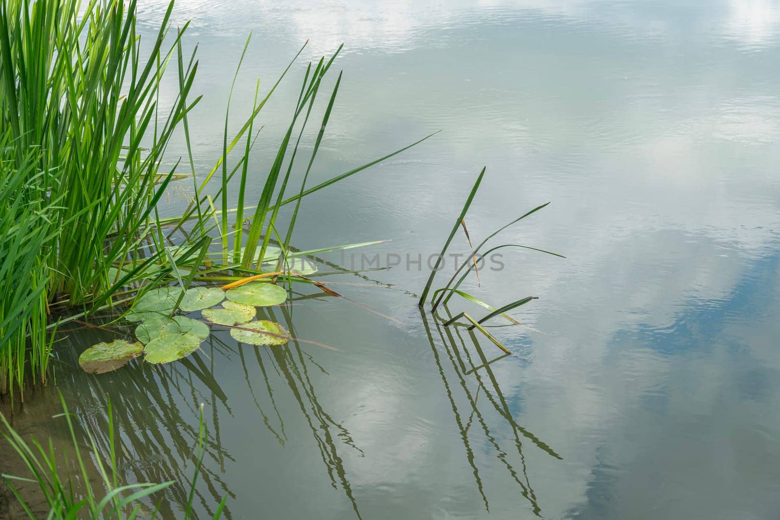 reeds and water lilies on the water by roman112007