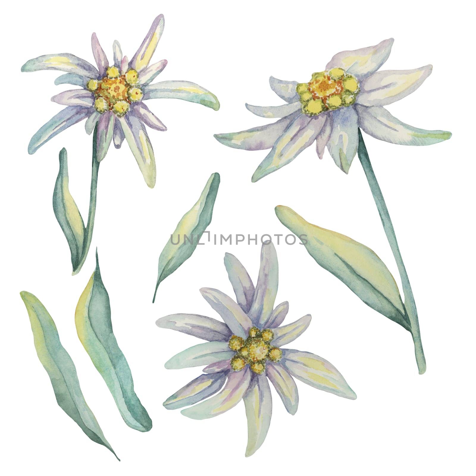 Set of edelweiss elements in watercolor by Fofito