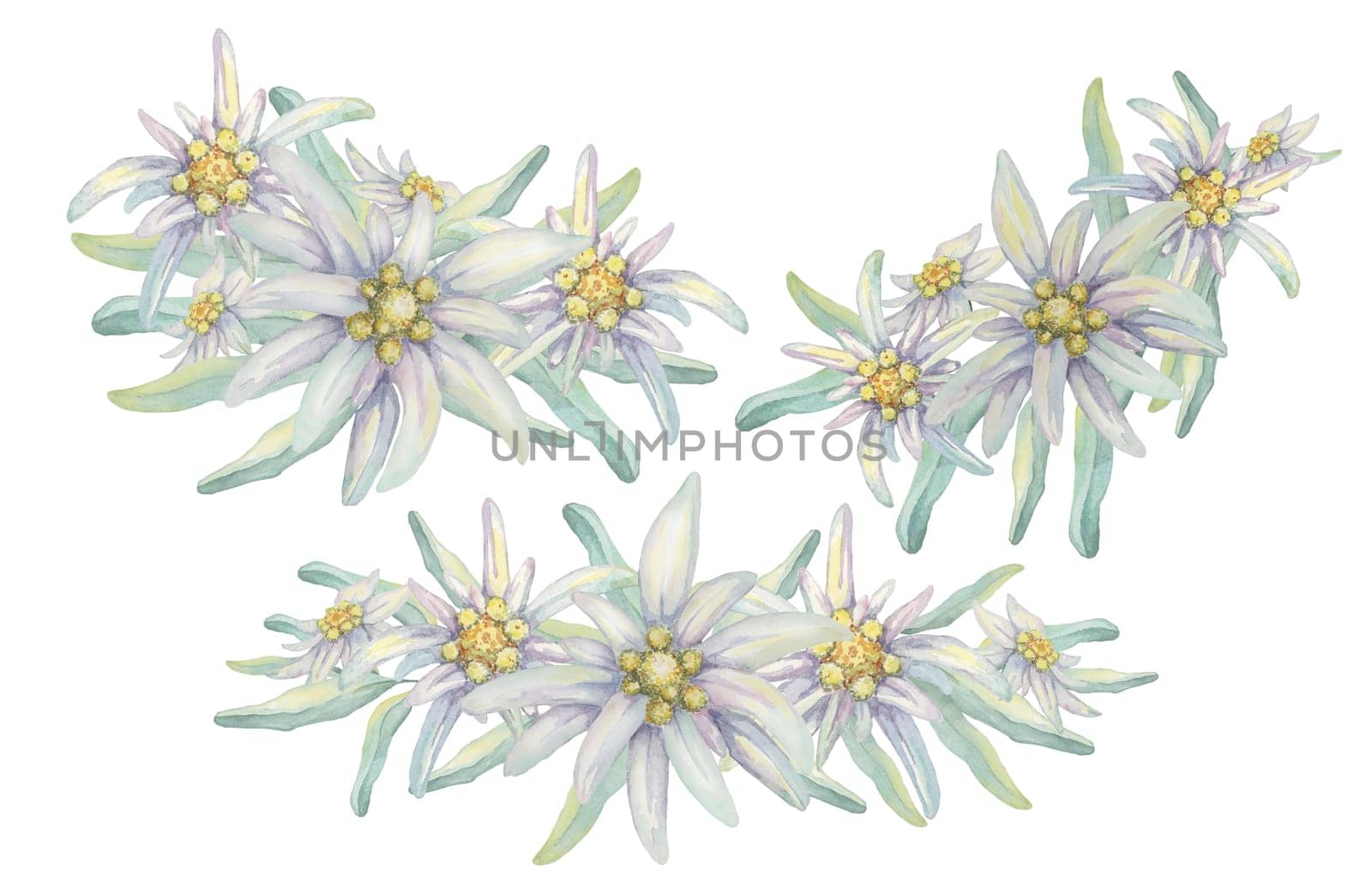 Edelweiss clipart set. Watercolor illustration of wildflowers and leaves. Leontopodium nivale hand drawn artwork isolated on white background. Design for printing, cards, apparel, stickers, wall art