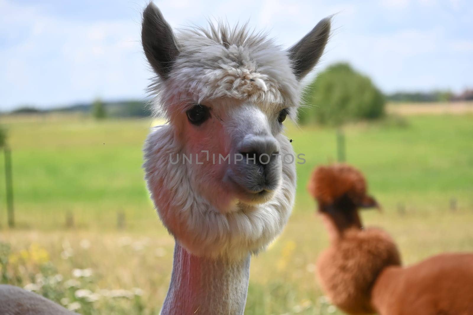 White alpaca standing in the foreground, facing the camera with wide eyes and upright ears, with a notable fluffy tuft of hair on its head