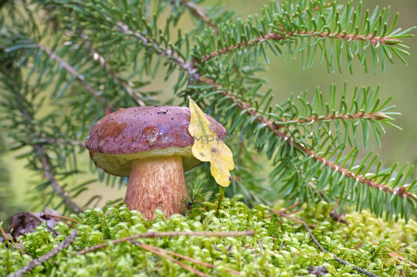 Pine bolete mushroom growing in moss by NetPix