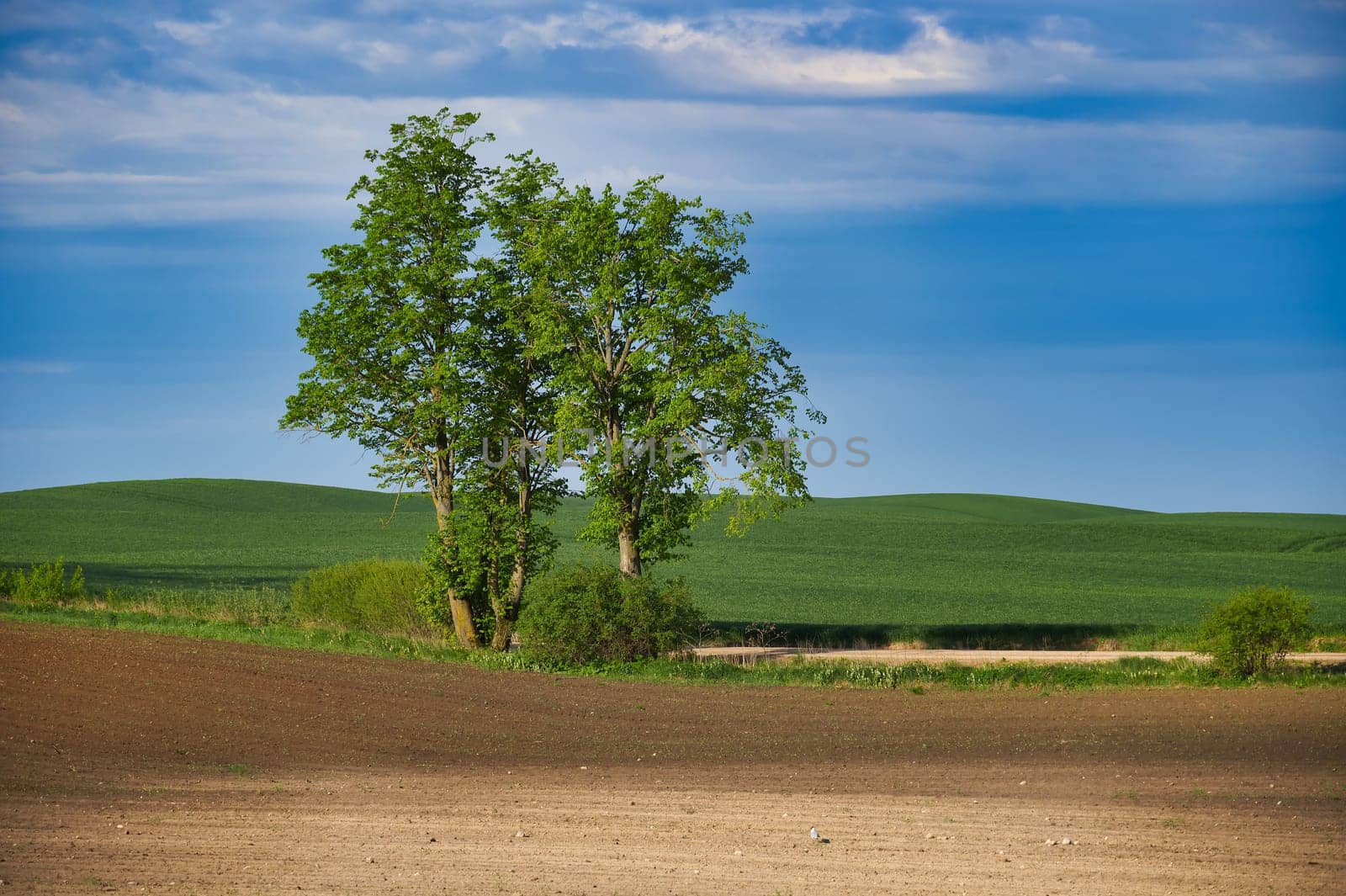 Rural landscape with plowed land, green grass and trees by NetPix