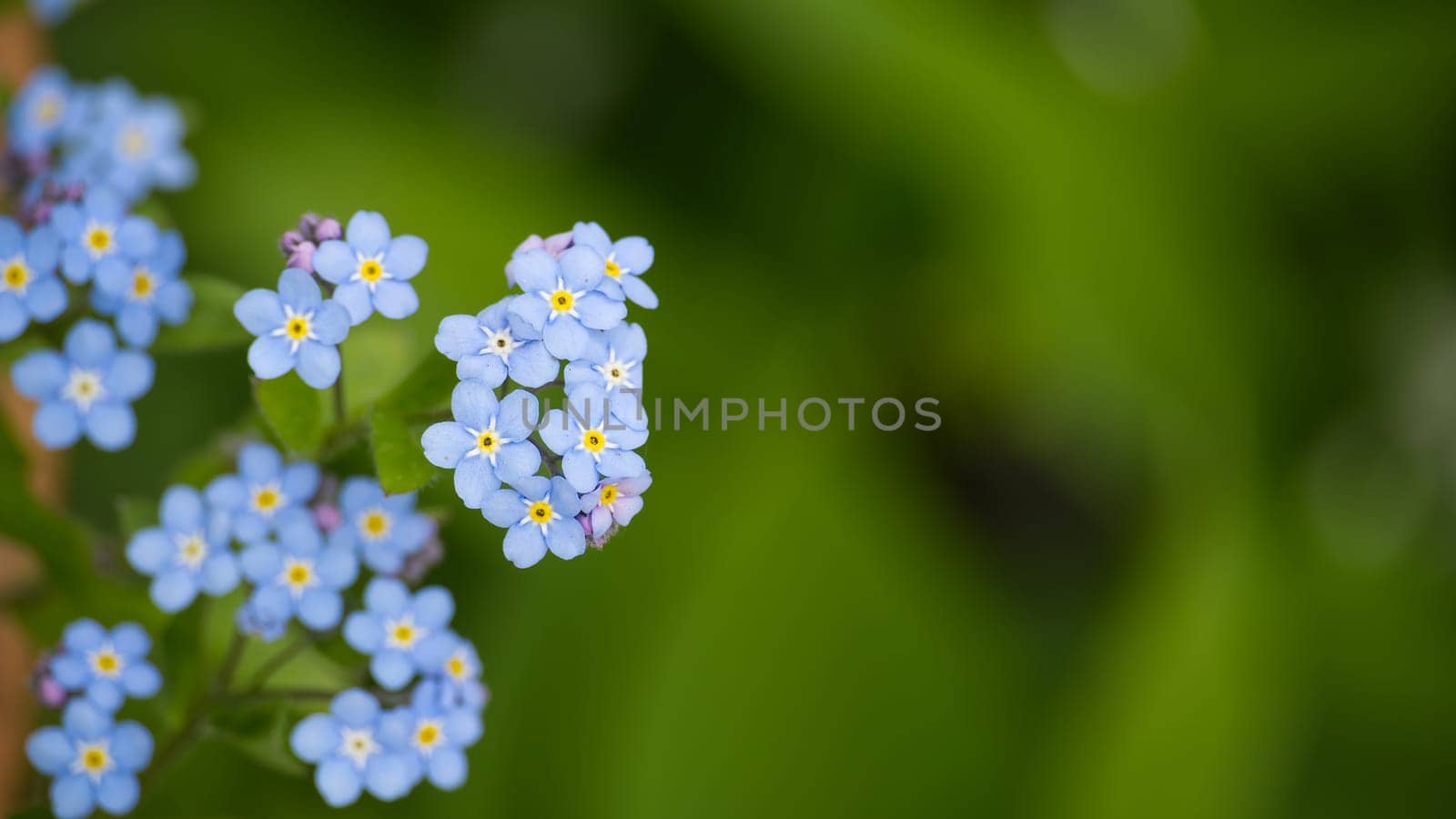 Myosotis Sylvatica Wood Forget-me-not beautiful flowers in bloom, wild plants flowering in woodland habitat