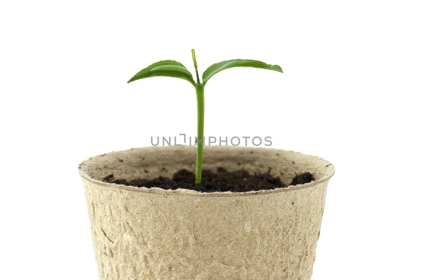 Green seedling sprouting from biodegradable pot by NetPix