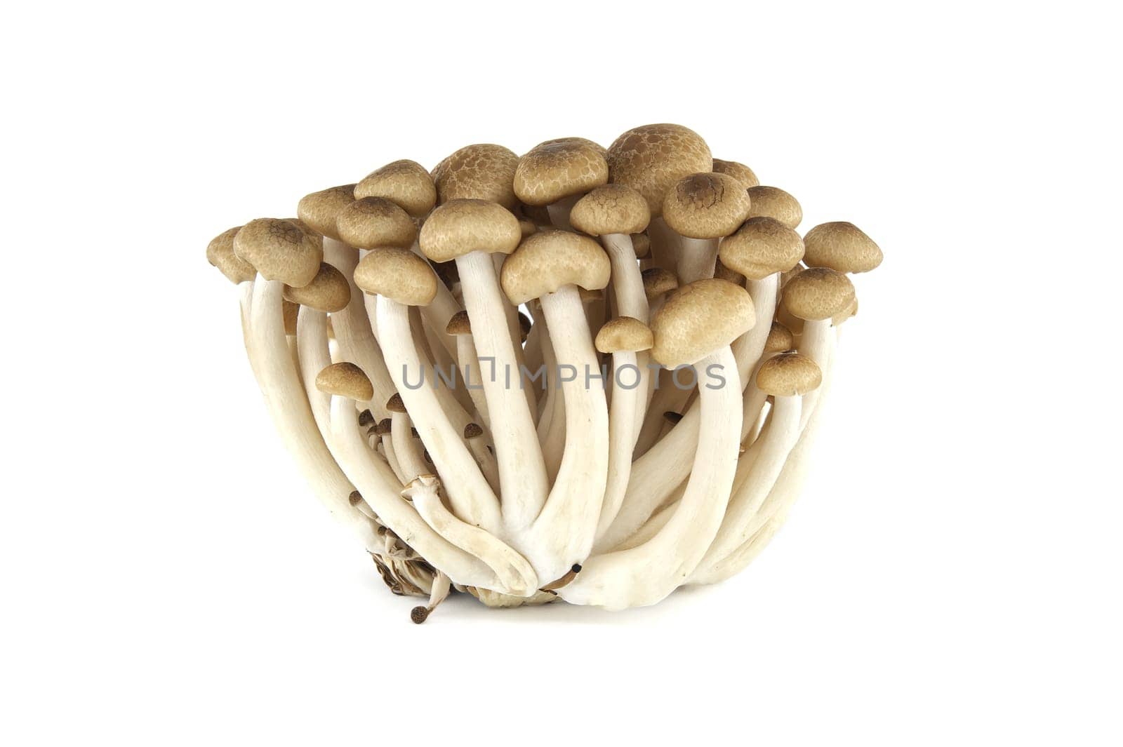 Beech mushrooms (Hypsizygus tessellatus) isolated on white background, type of edible mushroom that grows on beech trees