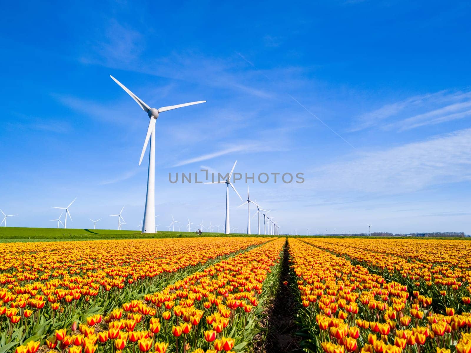 A vibrant field of colorful tulip flowers stretches into the distance, with majestic windmills spinning against the sky in the background. Netherlands Flevoland, green energy