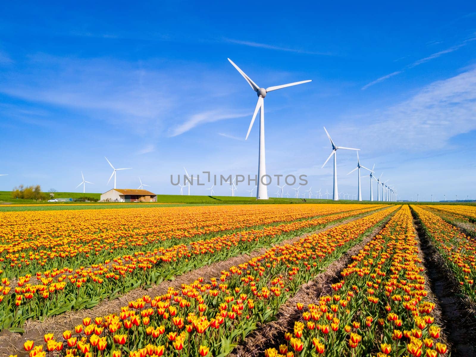 Vibrant flowers stretch for miles under a clear blue sky, with majestic windmills spinning in the distance in Flevoland, the Netherlands. windmill turbines, green energy, eco friendly, earth day