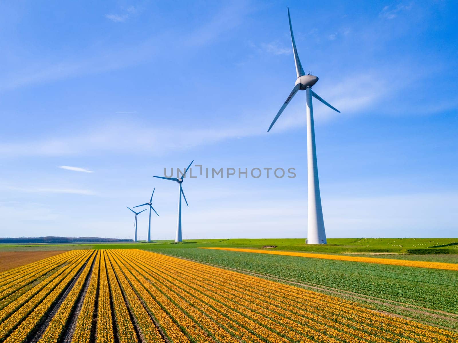 Windmill park in a field of tulip flowers, drone aerial view of windmill turbines generating green energy electrically, in the Netherlands.