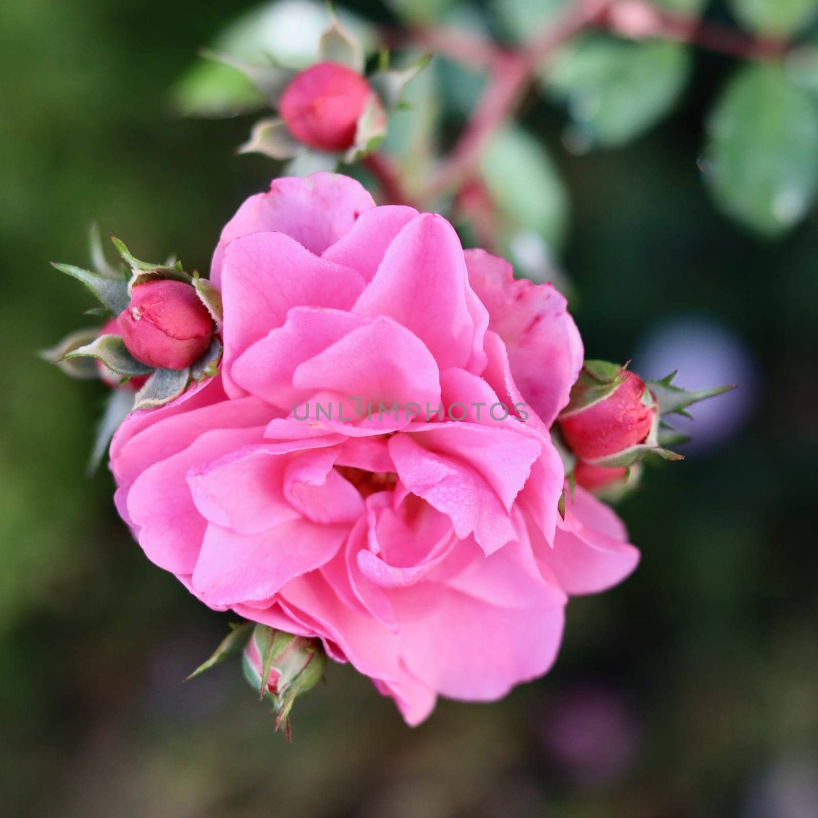 Soft pink rose Bonica with buds in the garden. Perfect for background of greeting cards