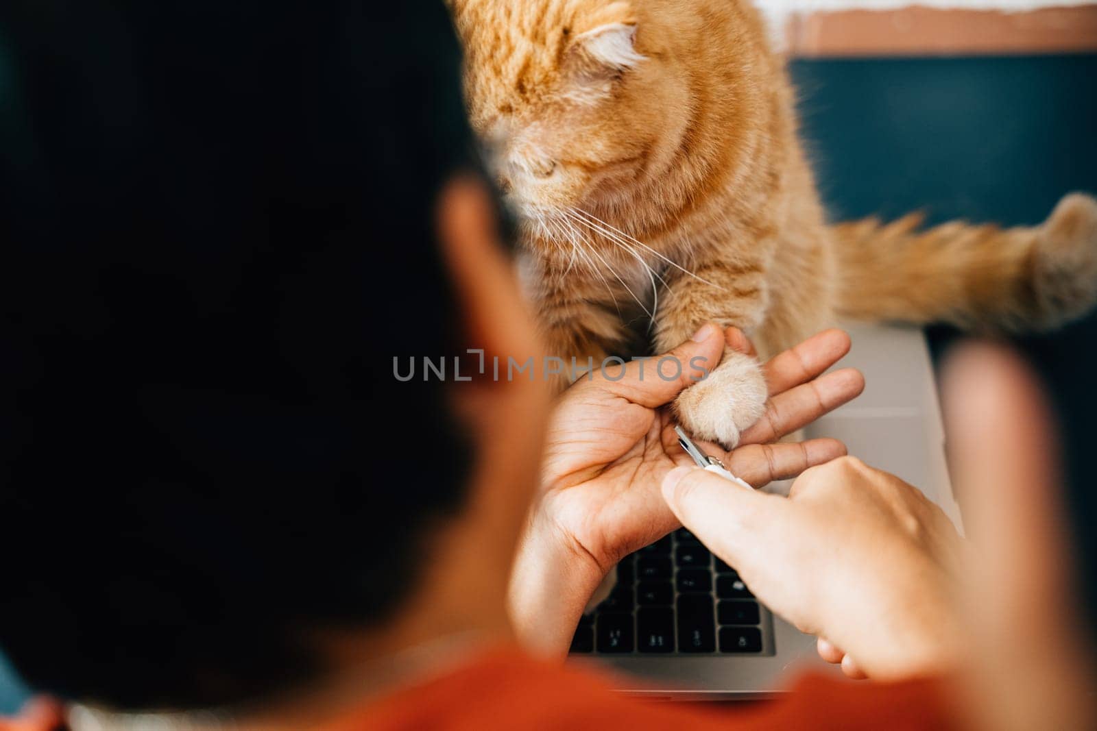 Veterinary nurse trims nails of Scottish Fold cat, while girl takes care of orange cat claws in close-up. highlights the importance of proper cat nail care and showcases expertise in action. by Sorapop