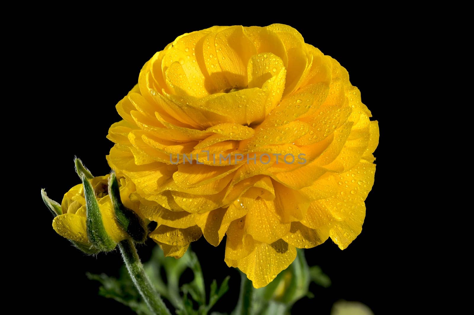 Beautiful blooming yellow ranunculus flower isolated on a black background. Flower head close-up.