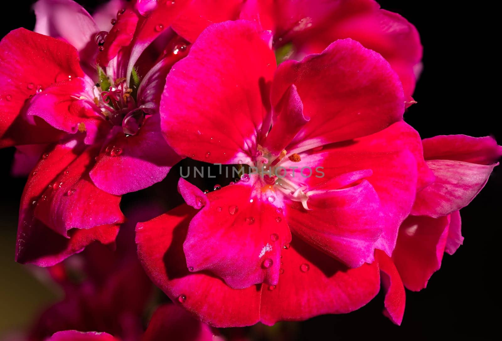 Beautiful blooming red kalanchoe flowers isolated on a black background. Flower heads close-up.