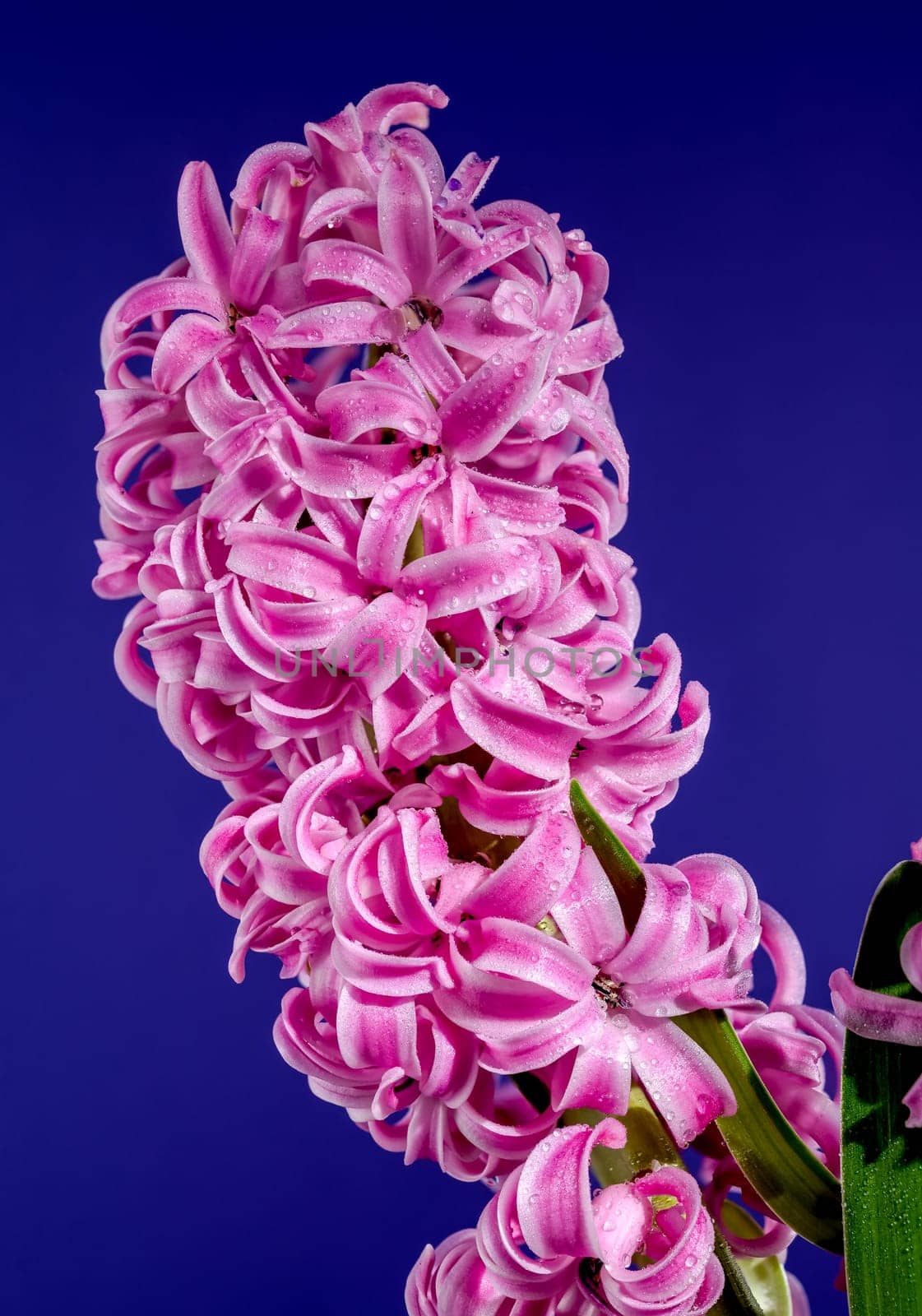 Beautiful blooming pink Hyacinth flower on a blue background. Flower head close-up.