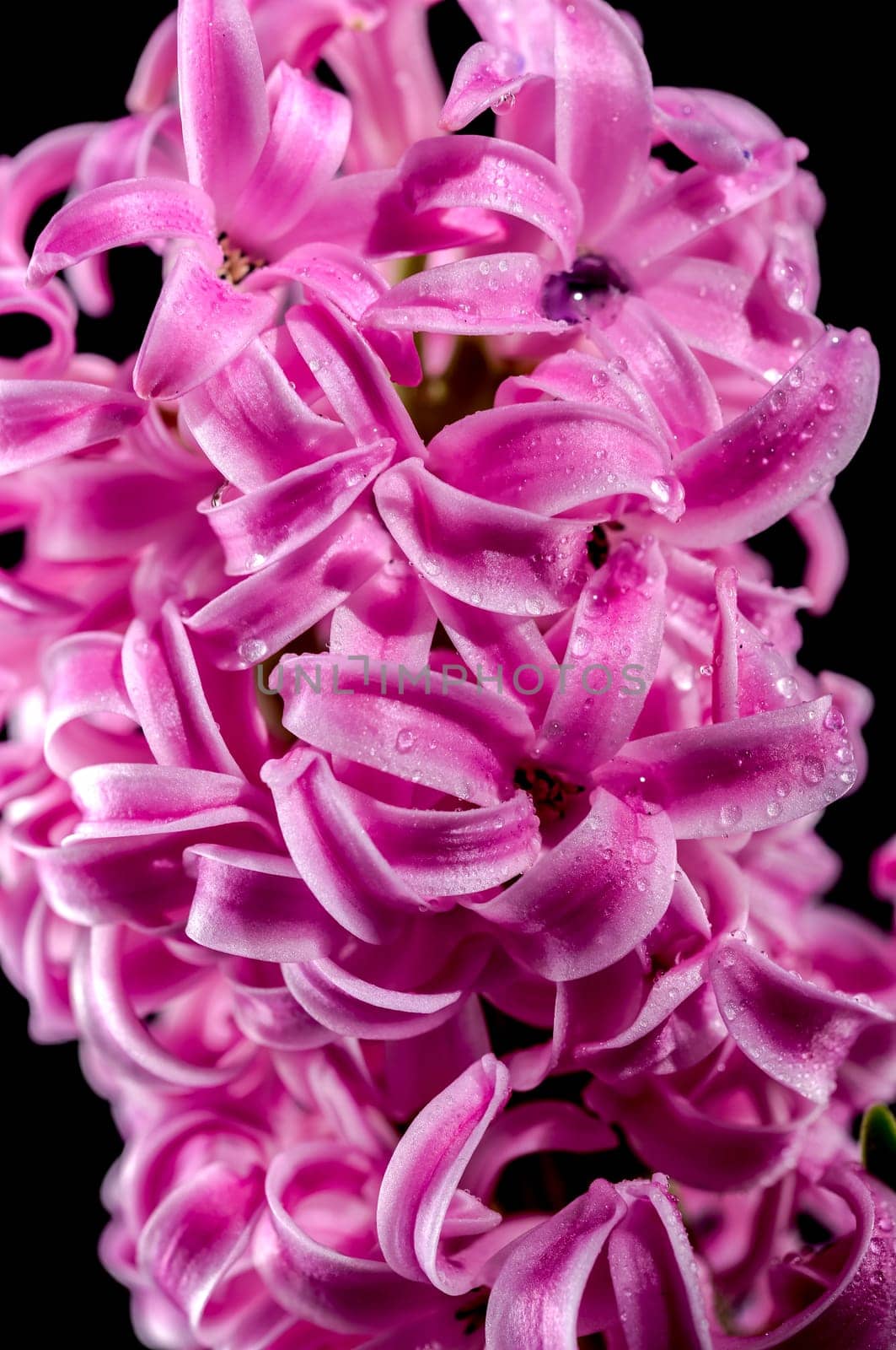 Beautiful blooming pink Hyacinth flower on a black background. Flower head close-up.