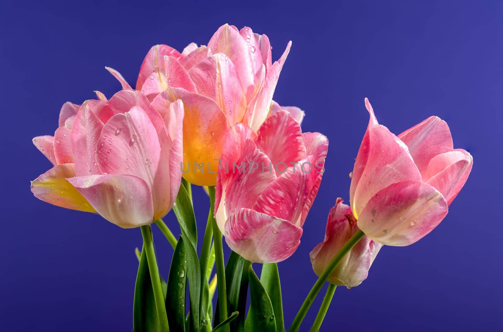 Pink tulips flowers on a blue background by Multipedia