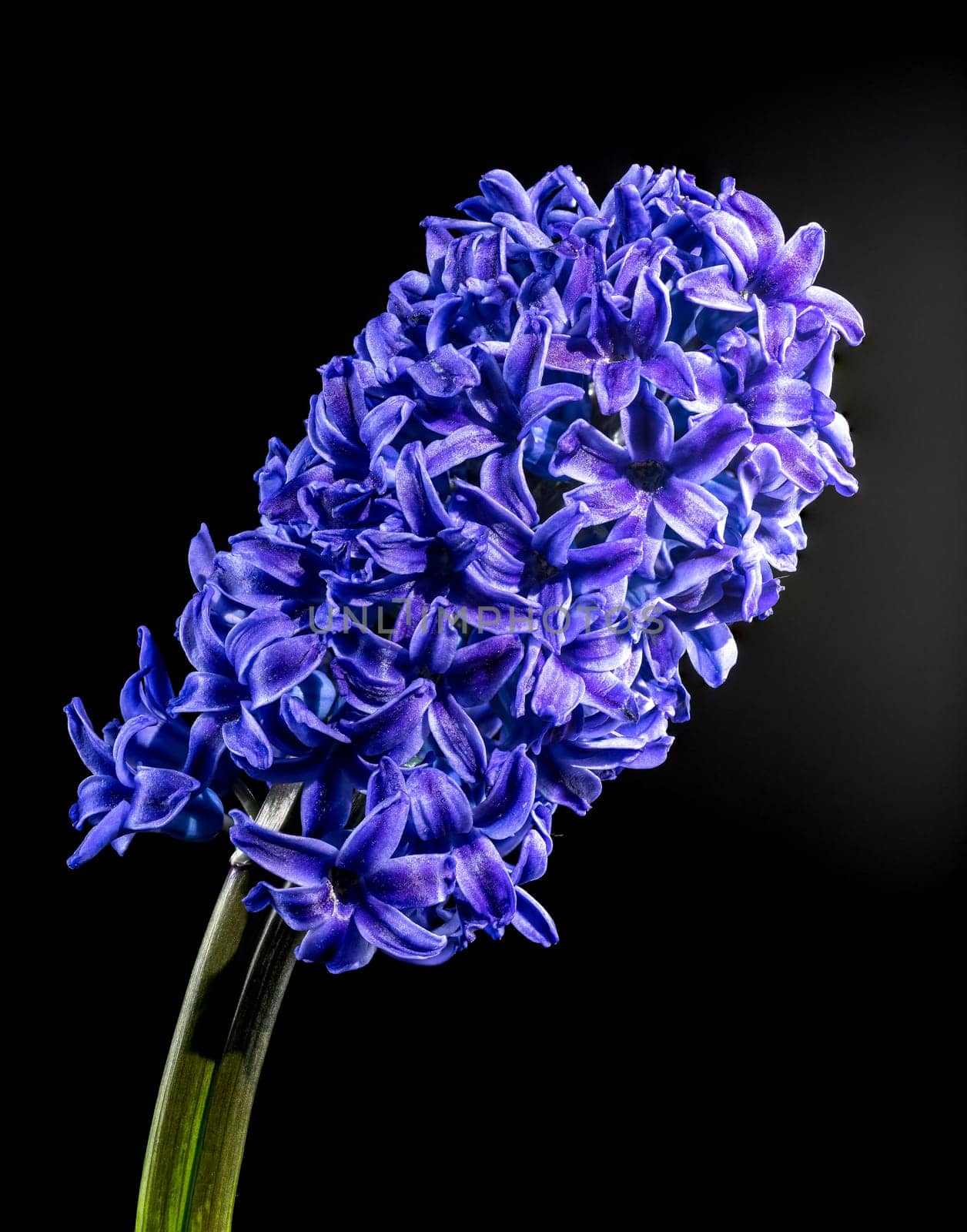 Beautiful blooming Purple Hyacinth flower on a black background. Flower head close-up.