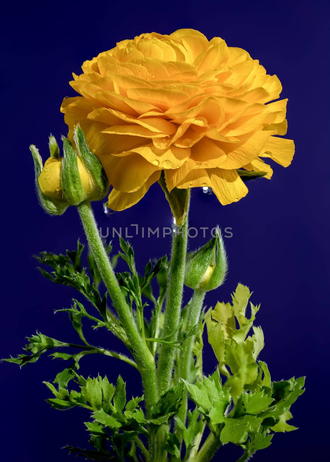 Yellow ranunculus flower on a blue background by Multipedia