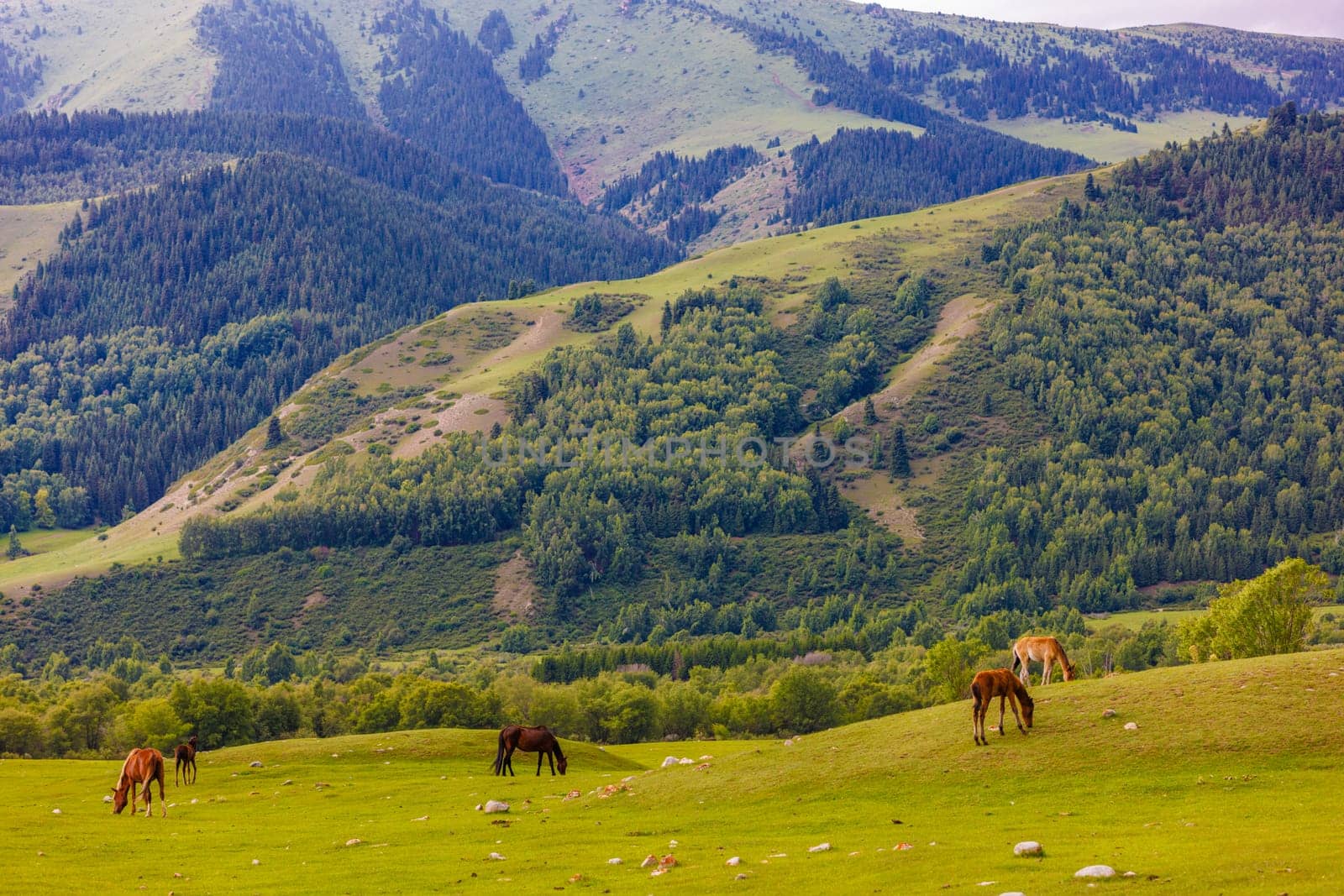 Horses peacefully graze in a grassy field surrounded by majestic green mountains, creating a picturesque natural landscape.