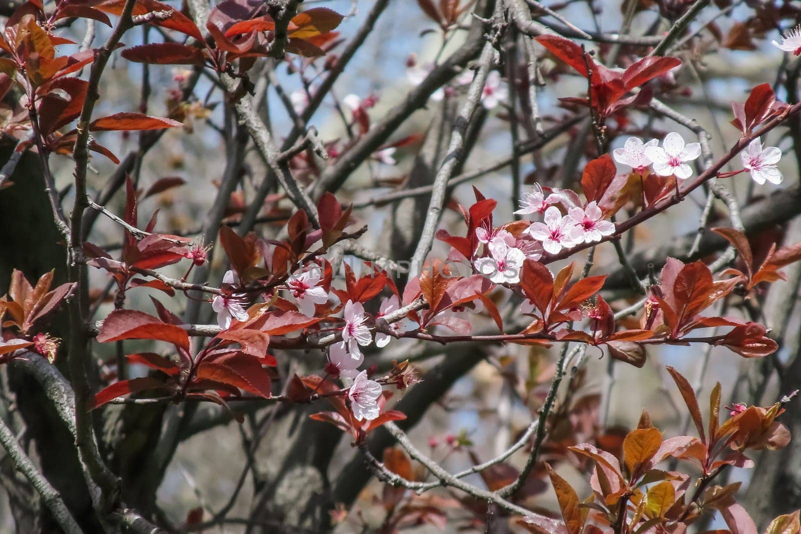 Colorful Spring. The Beauty of the Season with Blossoming Tree Branches. The Awakening of Nature. A Visual Feast Full of Blooming Tree Branches Giving the Good News of Spring.