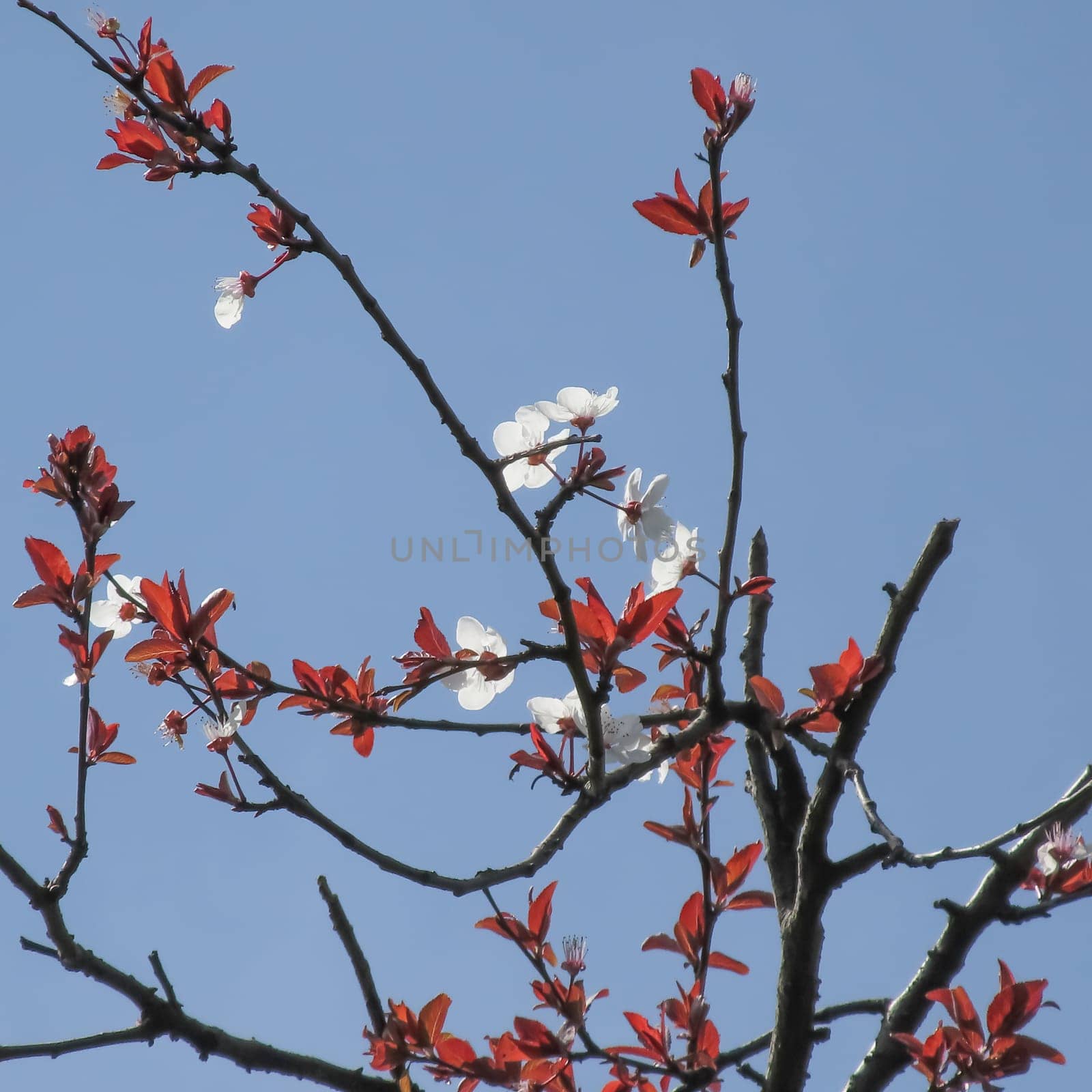 Colorful Spring. The Beauty of the Season with Blossoming Tree Branches. by yilmazsavaskandag