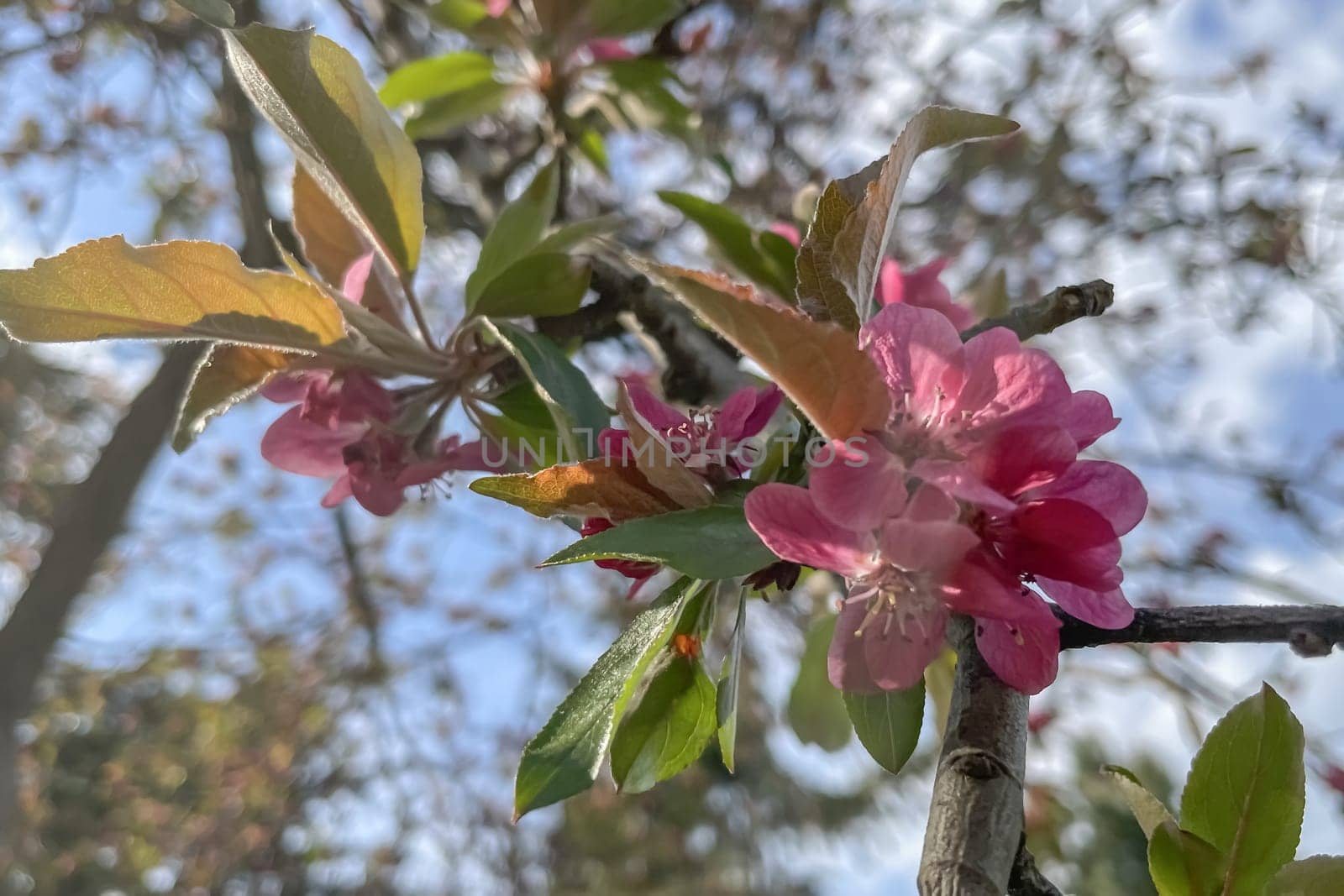 Colorful Spring. The Beauty of the Season with Blossoming Tree Branches. The Awakening of Nature. A Visual Feast Full of Blooming Tree Branches Giving the Good News of Spring.