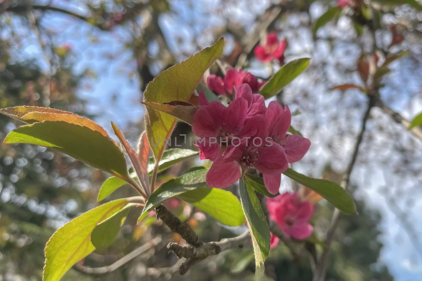 Colorful Spring. The Beauty of the Season with Blossoming Tree Branches. The Awakening of Nature. A Visual Feast Full of Blooming Tree Branches Giving the Good News of Spring.