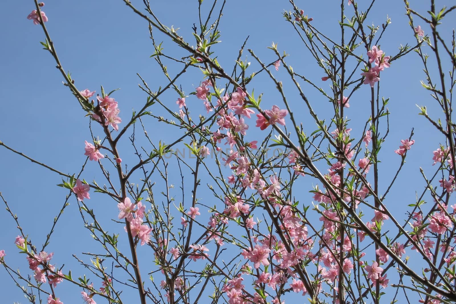 Colorful Spring. The Beauty of the Season with Blossoming Tree Branches. by yilmazsavaskandag