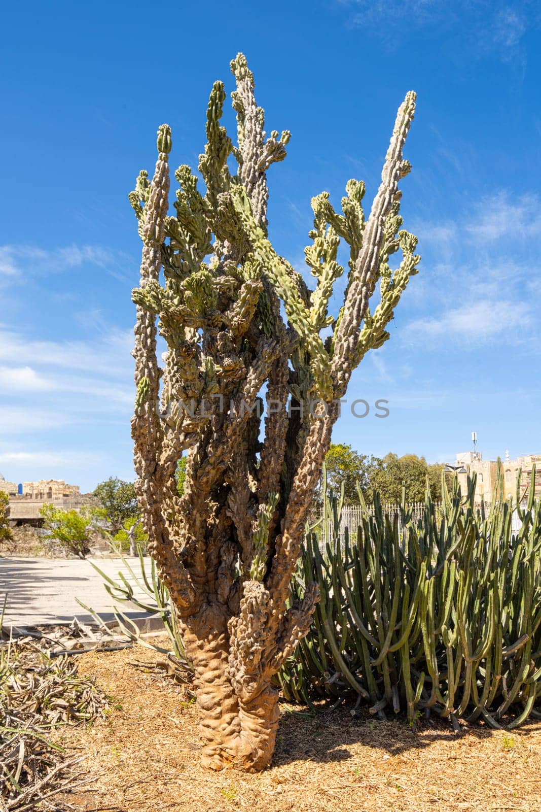 Valletta, Malta, April 03, 2024.  typical Mediterranean succulents plants in a city center garden