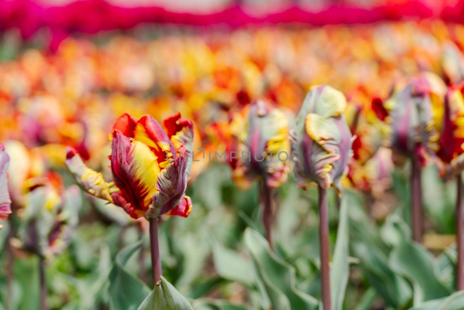 Orange tulips spring blossoming, bokeh flower background, pastel and soft floral card, selective focus.