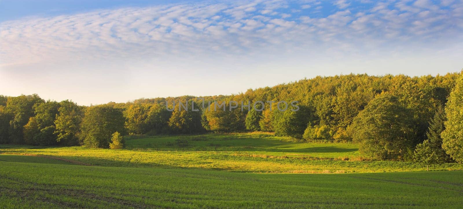 Landscape, nature and travel in countryside, trees in meadow or field in Germany with ecology, growth and sustainability. Eco, location and natural background with farming and land for biodiversity by YuriArcurs