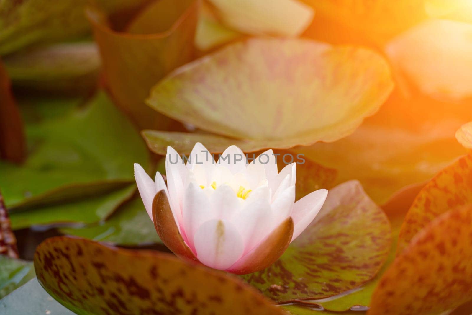 Pink lotus water lily flower in pond, waterlily with green leaves blooming by Matiunina