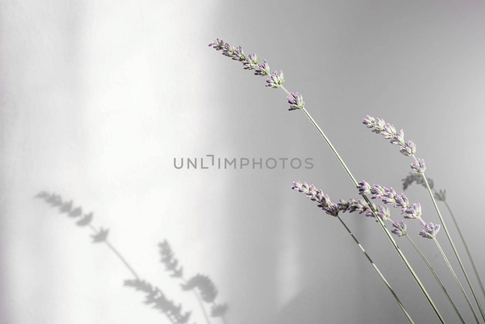 Flower. Bouquet of lavender at home, shadow of flowers in wall. by Annavish