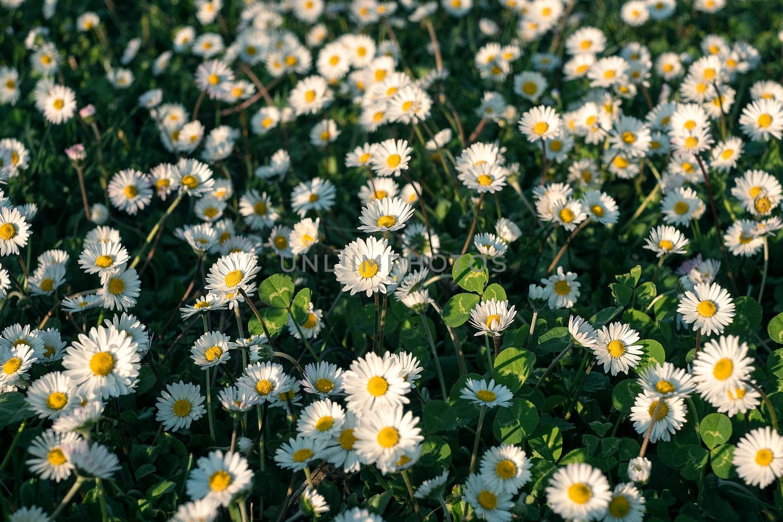 Chamomile flower field. Daisy in the nature. Flowers in summer day. by Annavish