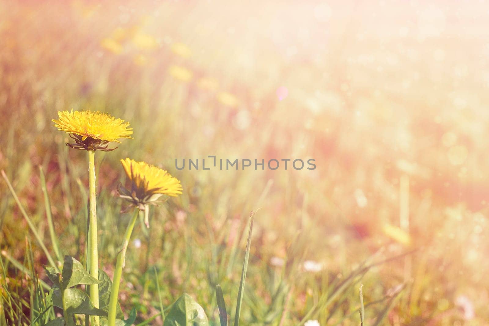 Yellow dandelions flower field. Daisy in the nature. Flowers in sun. by Annavish