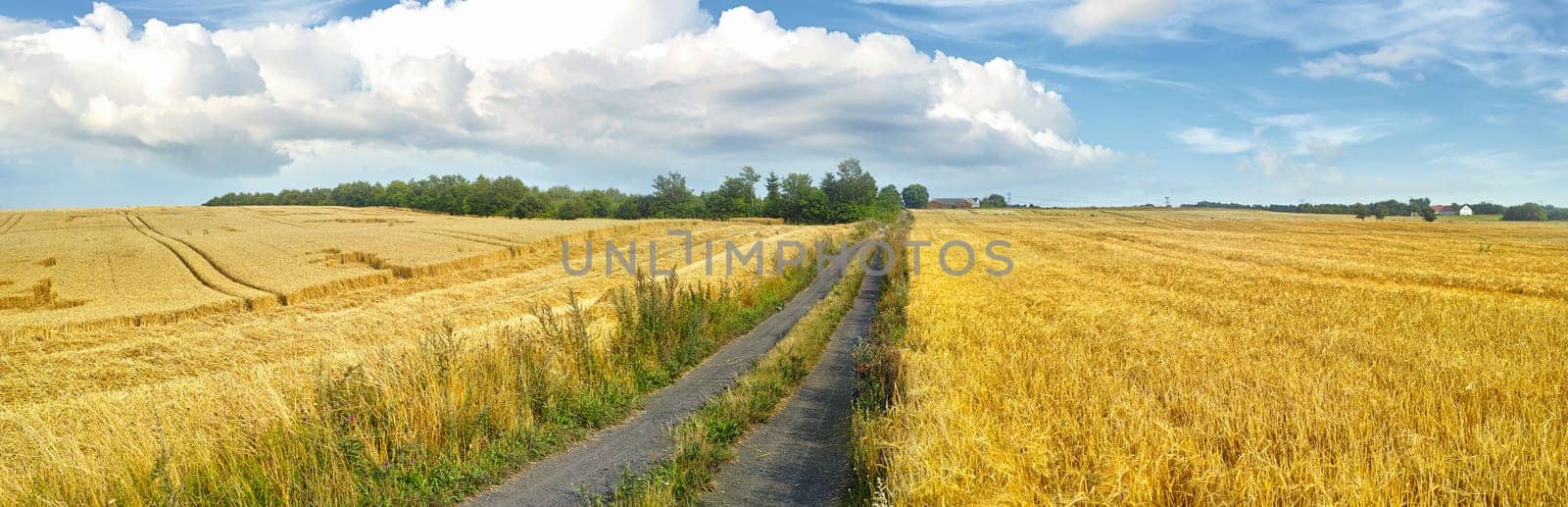 Field, countryside and outdoor with environment, path and nature with dirt road, growth and adventure with leaves. Harvest, clouds or grass with landscape or summer with agriculture, journey or grain by YuriArcurs