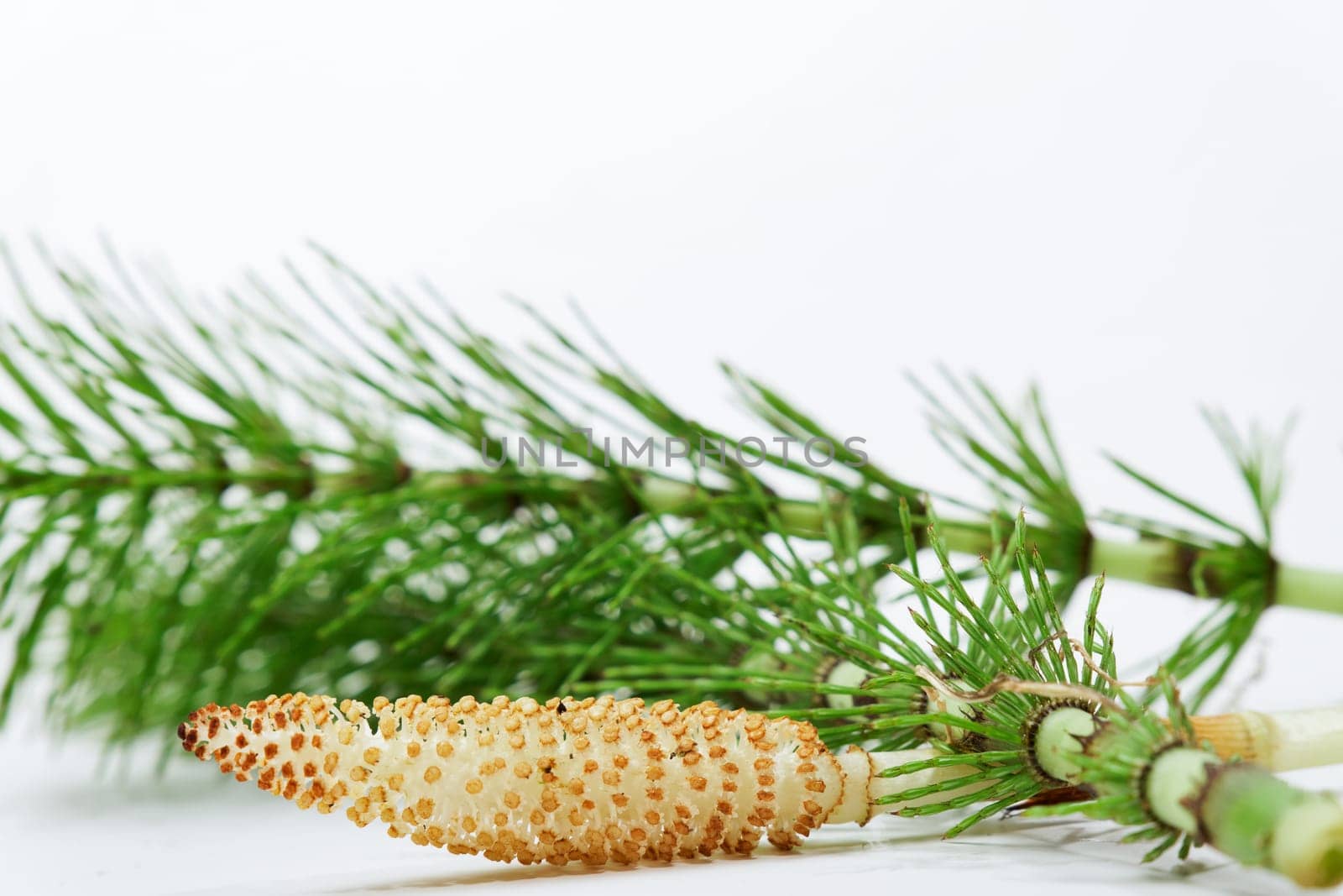 fresh branches of the medicinal plant horsetail, Equisetum arvense, used for health care, freshly picked from the forest at various stages of growth on a white background and copy space