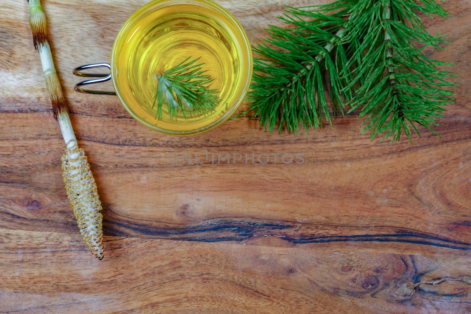 infusion of medicinal plant, horsetail Equisetum arvense by joseantona