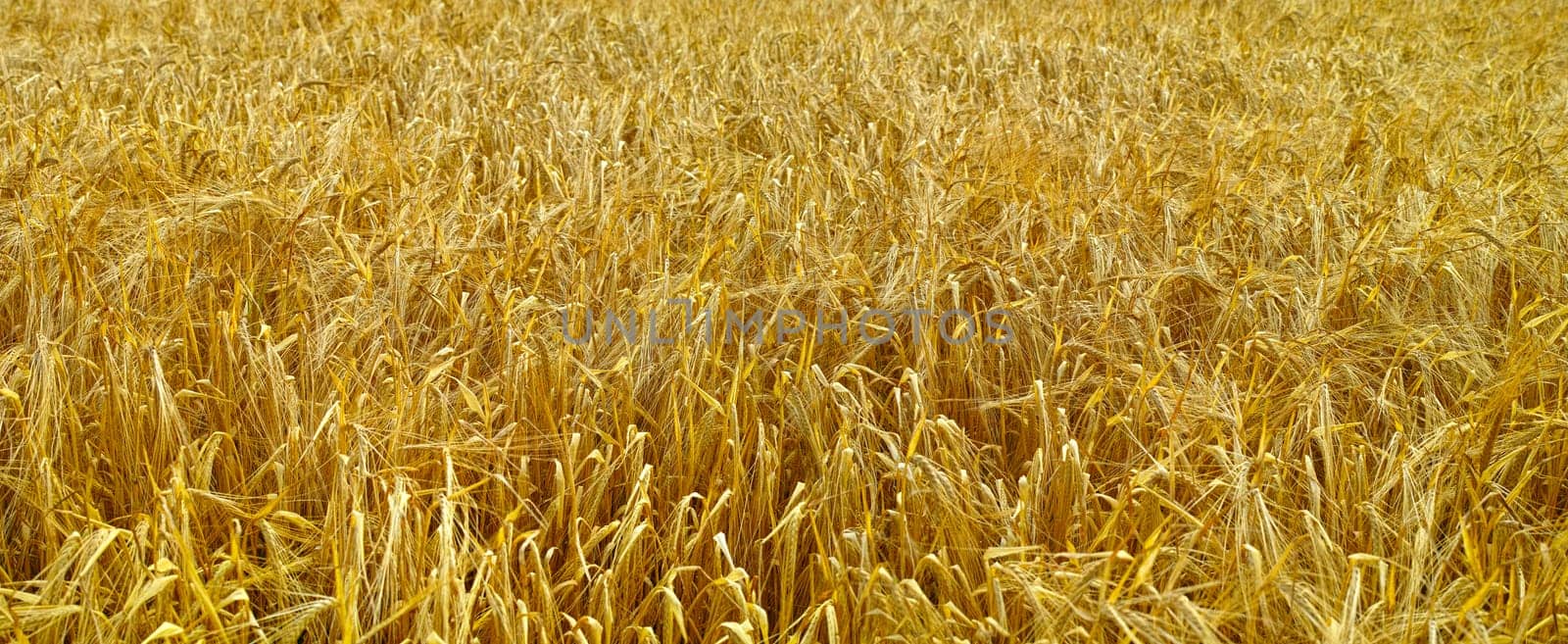 Wheat field, landscape and farm with nature in countryside, sustainability and growth for environment with closeup. Eco, plant and agriculture with ecosystem and biodiversity on farmland in Italy.
