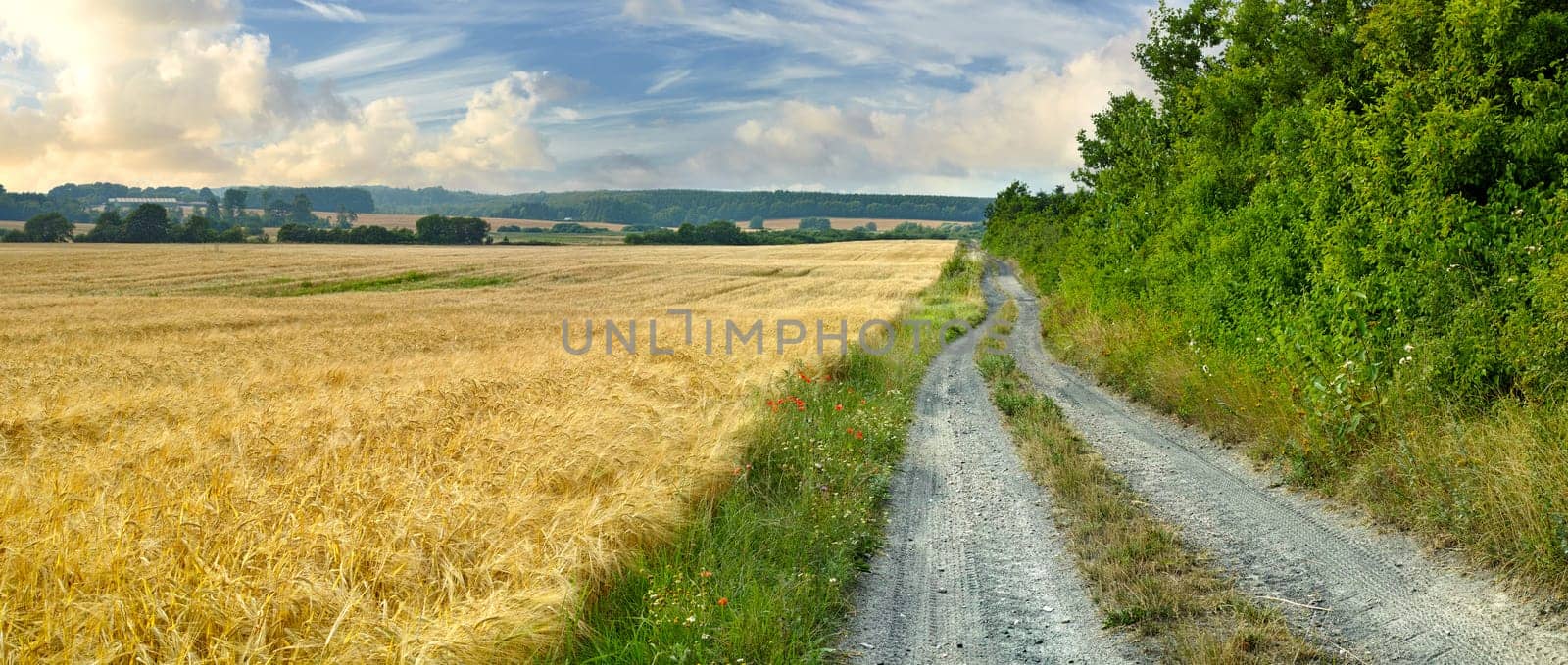 Field, countryside and outdoor with sunshine, dirt road and plants with journey and adventure with leaves. Path, clouds and growth with landscape and summer with agriculture, environment and bush.