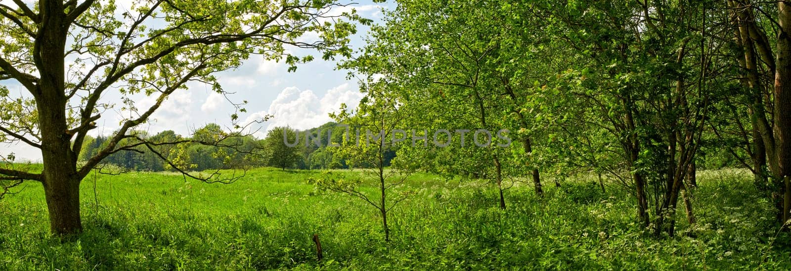 Forest, grass and woods in nature or environment with landscape, greenery and conservation for travel. Trees, ecosystem and field with plants in summer for adventure, explore and hiking in Denmark.